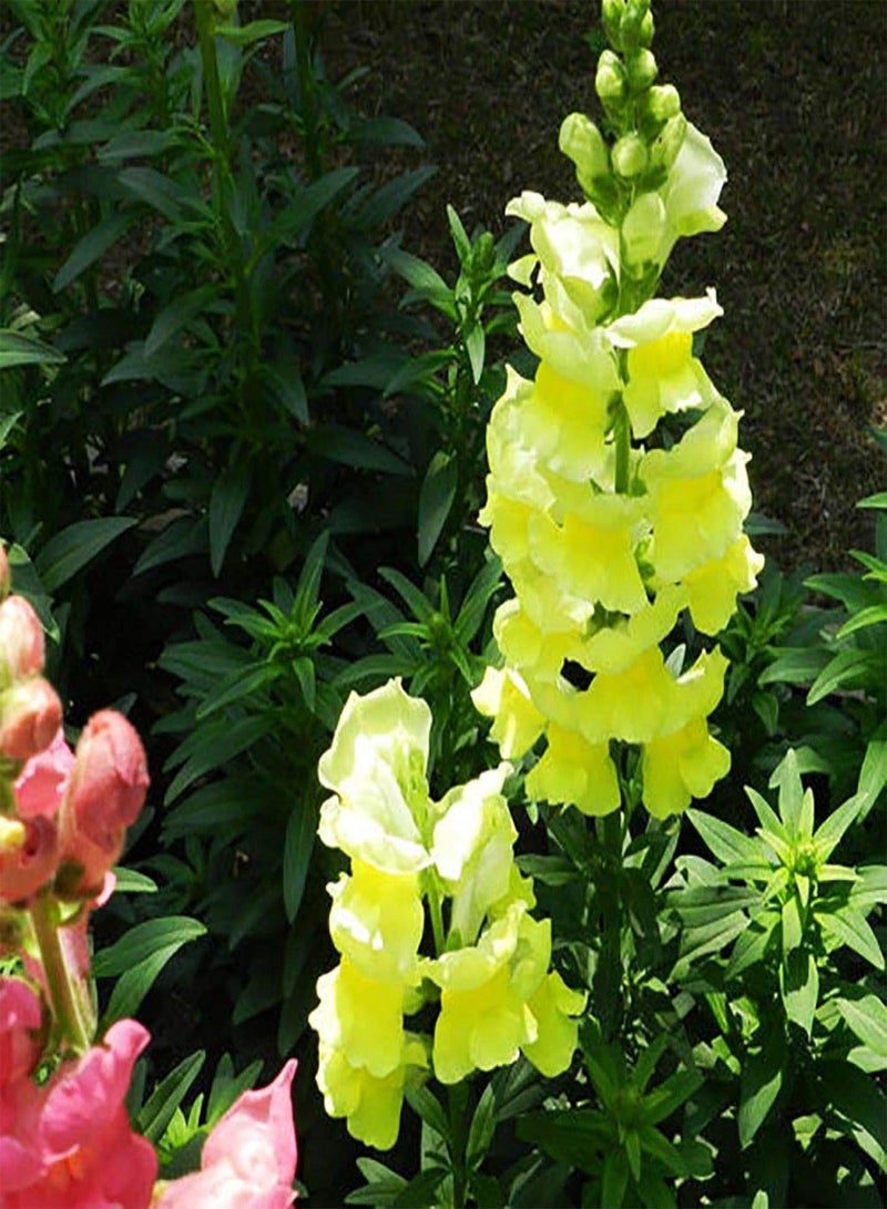 GGOOT Green Garden Flower Plants-50Pcs Mixed Color Snapdragon Seeds Antirrhinum Majus Bonsai Garden Flower Plant - Image 4
