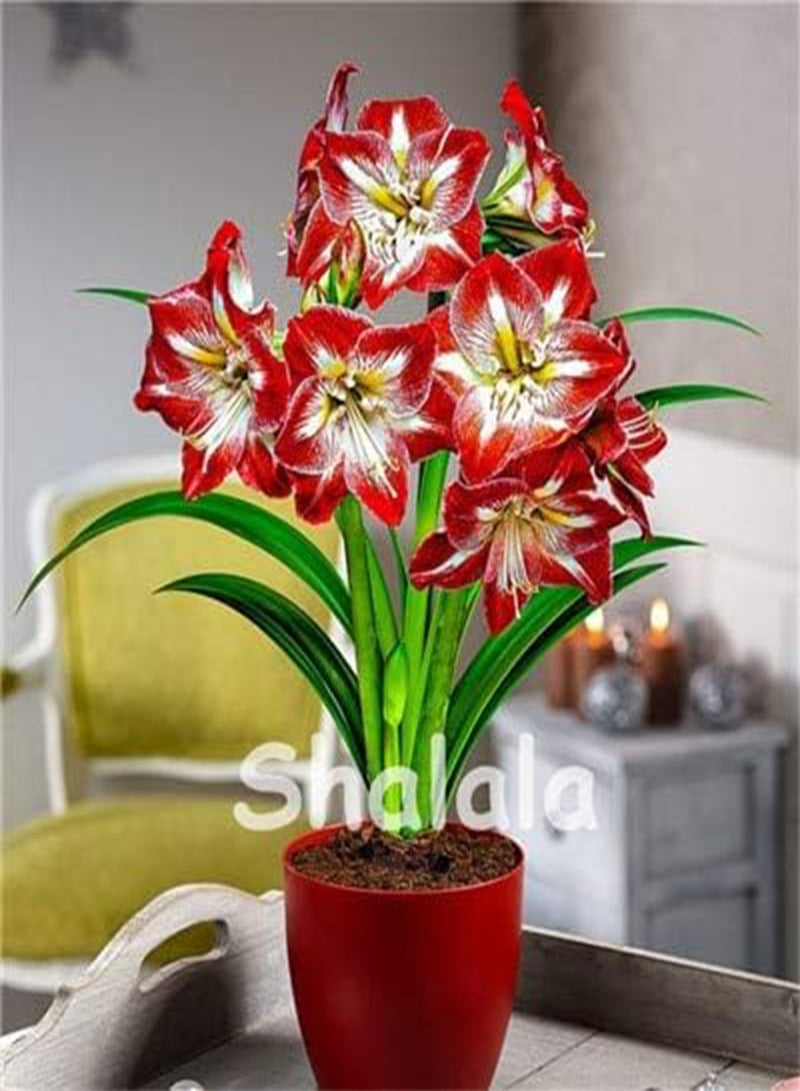 جي جوت بذور جديدة من زهرة زنبق الأمارلس هيبيستروم للزراعة، لون أحمر وأبيض، 200 قطعة - Image 1