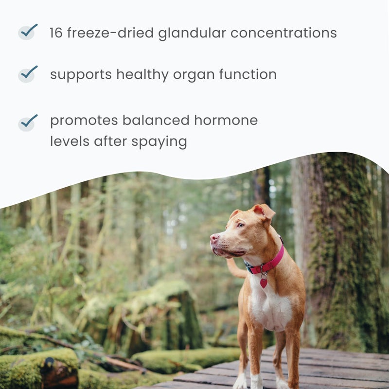 Dr. Mercola Bark & Whiskers Female Glandular Support, 4 Oz. (113 g), 75 Scoops, Supports Healthy Hormone and Organ Function, Veterinarian Formulated, Non-GMO, Dr. Mercola - Image 5