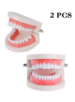Realfrog Adult Standard Typodont Demonstration Denture Model for Teaching, Study, Clean Display for Kids, Education, Patient, No Wisdom Teeth  - Image 1