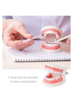 Realfrog Adult Standard Typodont Demonstration Denture Model for Teaching, Study, Clean Display for Kids, Education, Patient, No Wisdom Teeth  - Image 2