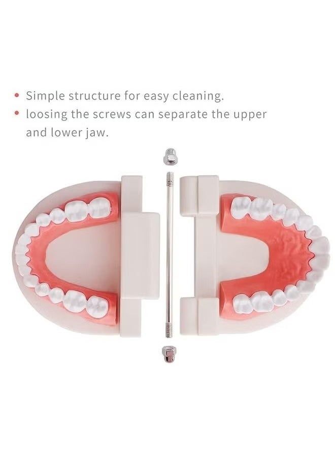 Realfrog Adult Standard Typodont Demonstration Denture Model for Teaching, Study, Clean Display for Kids, Education, Patient, No Wisdom Teeth  - Image 4