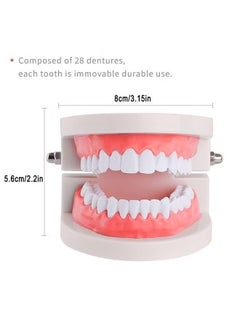Realfrog Adult Standard Typodont Demonstration Denture Model for Teaching, Study, Clean Display for Kids, Education, Patient, No Wisdom Teeth  - Image 3
