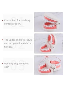 Realfrog Adult Standard Typodont Demonstration Denture Model for Teaching, Study, Clean Display for Kids, Education, Patient, No Wisdom Teeth  - Image 5