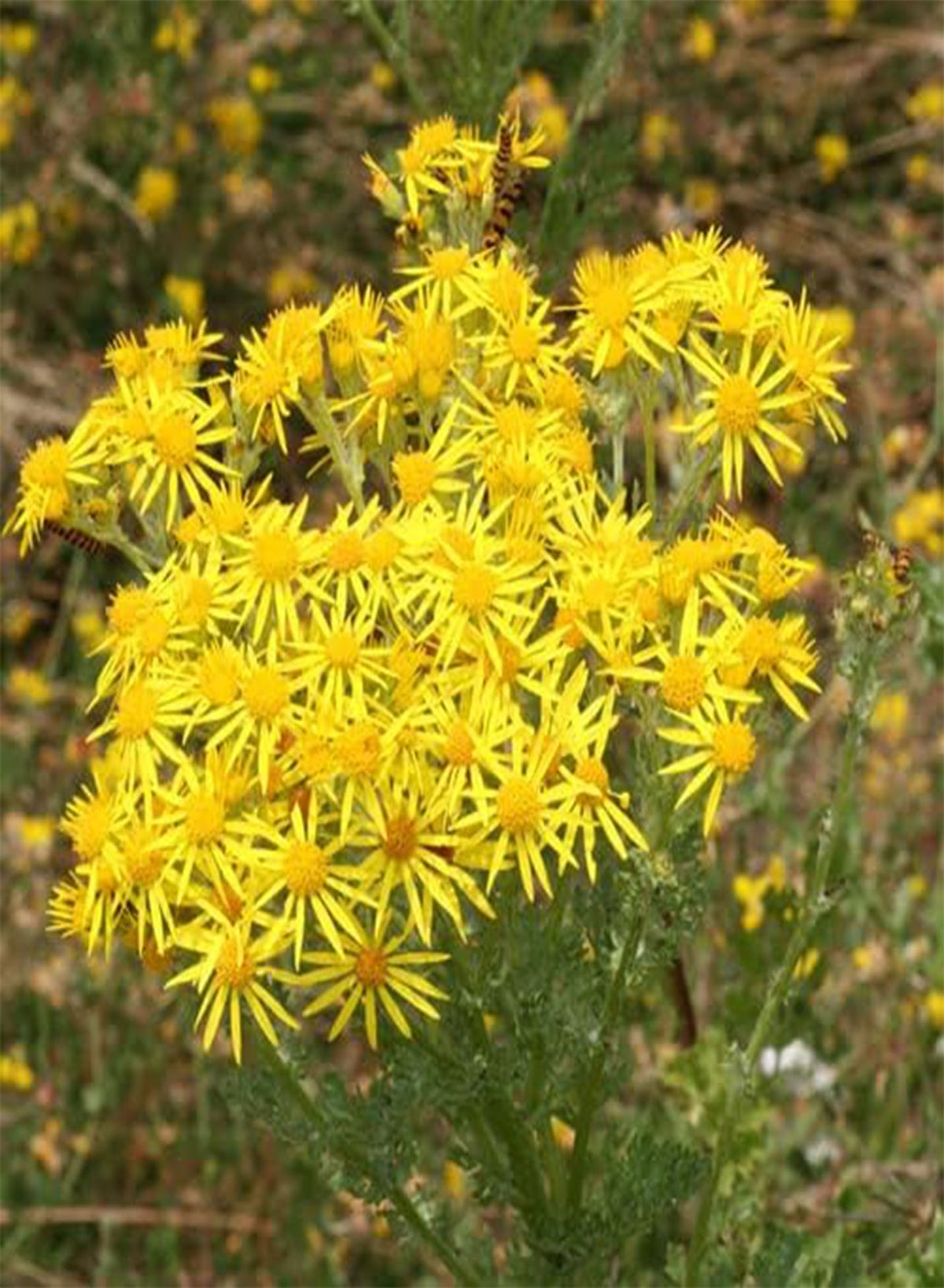 GGOOT Flowering Perennials Plants (PKD) Bare Root, Golden Ragwort ...