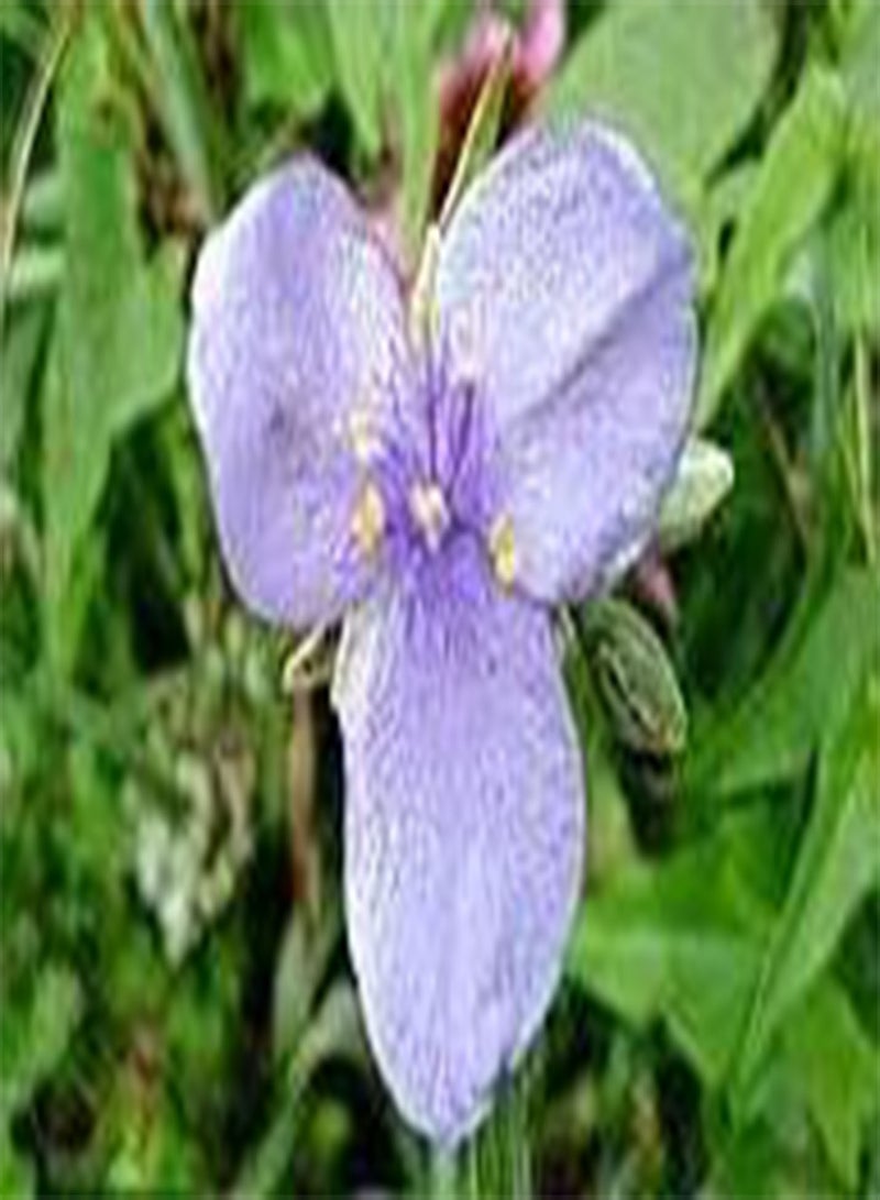 GGOOT Tradescantia Spiderwort ohioensis 100 Seeds