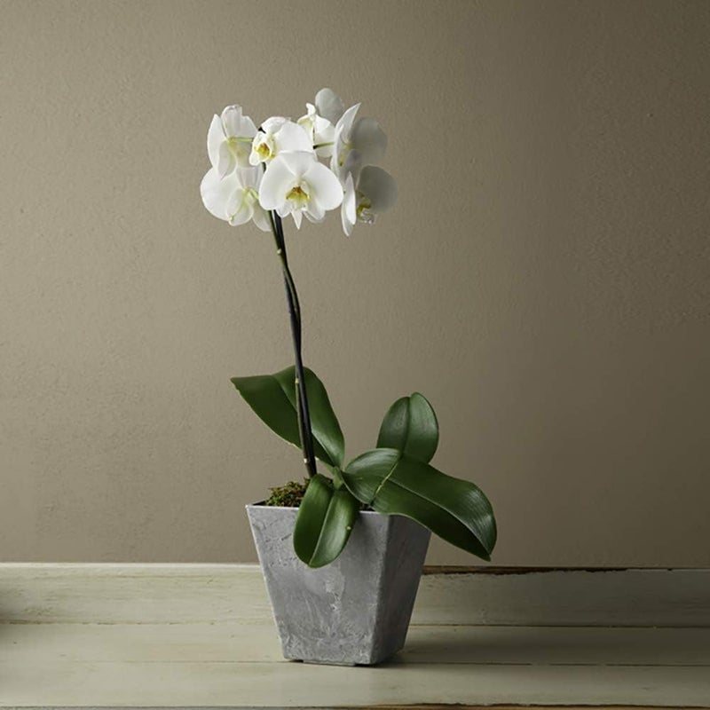Novelty ARTSTONE 6" GRY SQ ELLA PLANTER - Image 4