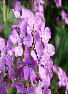 150 Night Scented Stock Seeds - Matthiola Bicornis - 150 Seeds