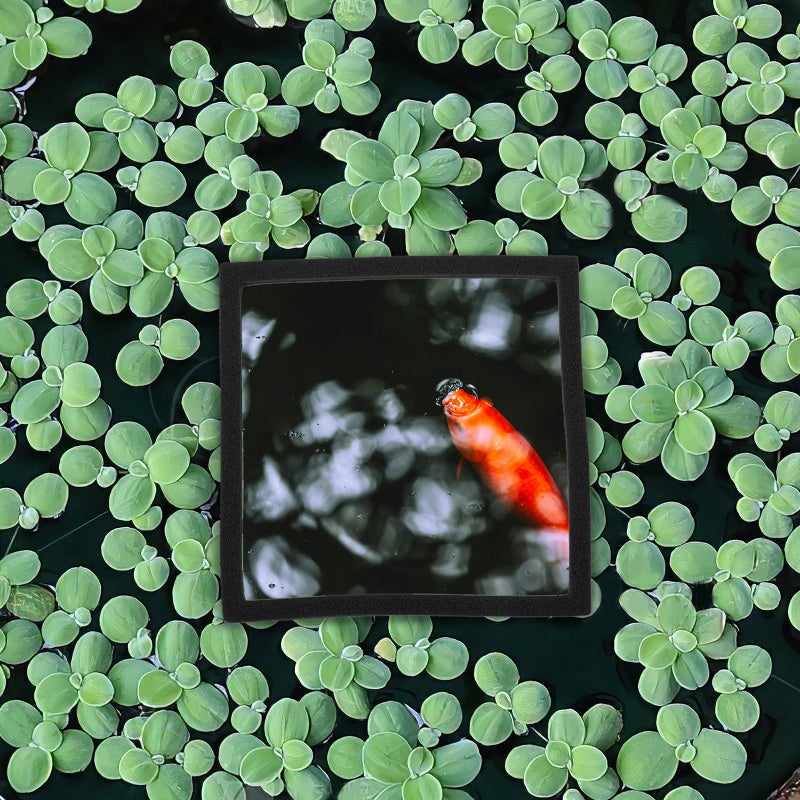 10 Pcs Aquarium Floating Plant Floating Plant Fish Feeding - Image 5