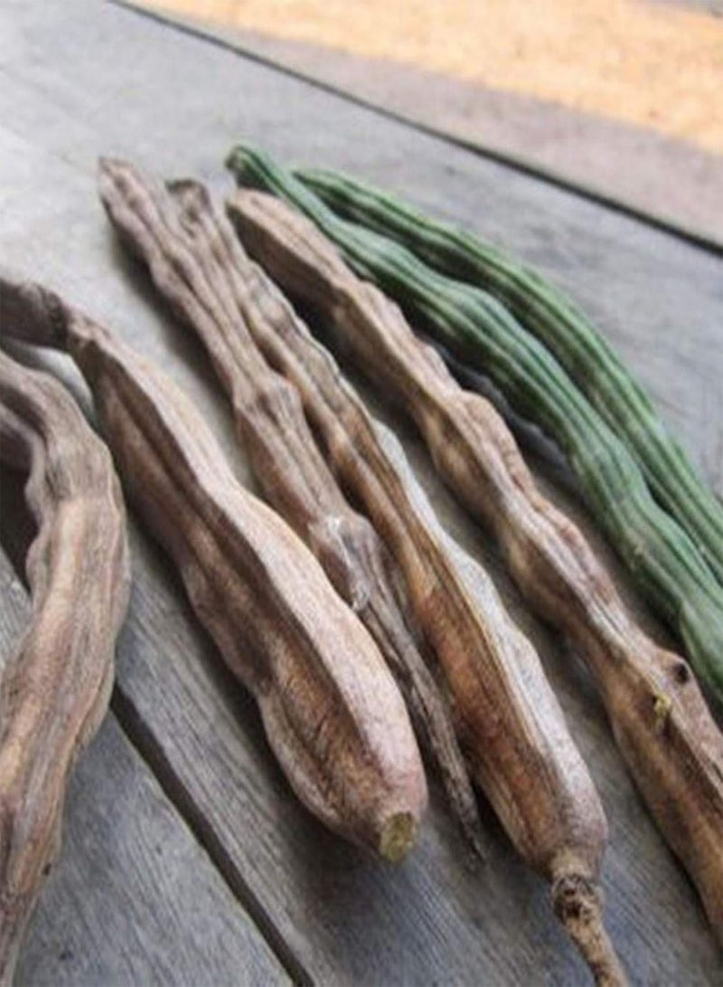 GGOOT 50 Pcs/Bag Moringa Seeds Intense Moringa Fragrance Non GMO Healthy Garden Moringa Seeds for Yard Plant Seeds for Home - Image 5