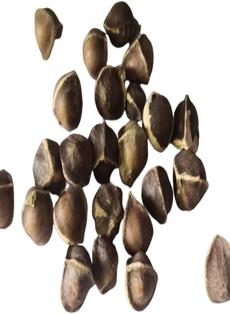 GGOOT 50 Pcs/Bag Moringa Seeds Intense Moringa Fragrance Non GMO Healthy Garden Moringa Seeds for Yard Plant Seeds for Home - Image 1