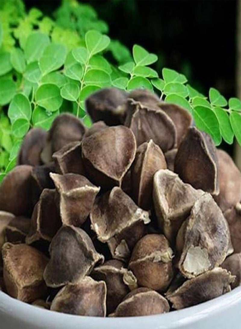 GGOOT 50 Pcs/Bag Moringa Seeds Intense Moringa Fragrance Non GMO Healthy Garden Moringa Seeds for Yard Plant Seeds for Home - Image 2