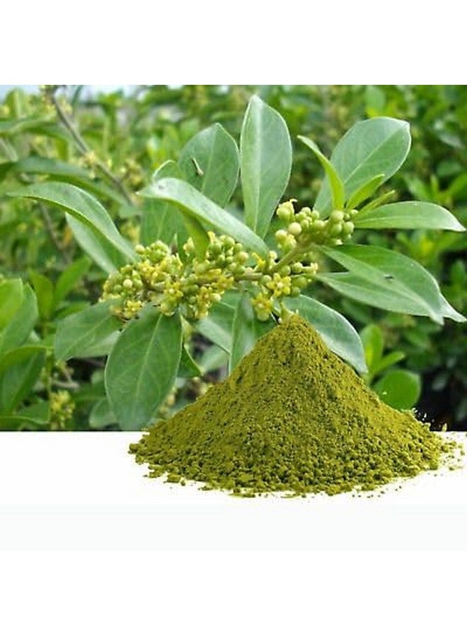 نبات جيرمار جودمار الصحي الحي عبوة من 1 - Image 2