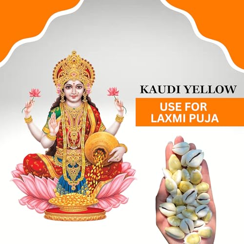 BrijBooti Natural Pili Kaudi - Yellow Kaudi - Yellow Kawri - Kodi - Peeli Cowrie - Laxmi and Diwali Puja Article (108 Pieces) - Image 3