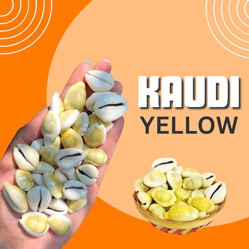BrijBooti Natural Pili Kaudi - Yellow Kaudi - Yellow Kawri - Kodi - Peeli Cowrie - Laxmi and Diwali Puja Article (108 Pieces) - Image 4
