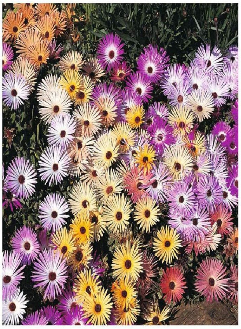 GGOOT 800 (2g) x Mesembryanthemum Magic Carpet Mixed Colorful Flower Seeds - Image 1