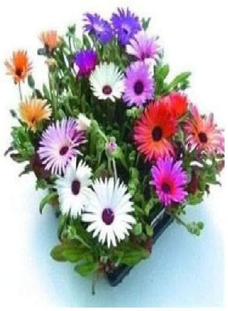 GGOOT 800 (2g) x Mesembryanthemum Magic Carpet Mixed Colorful Flower Seeds - Image 2
