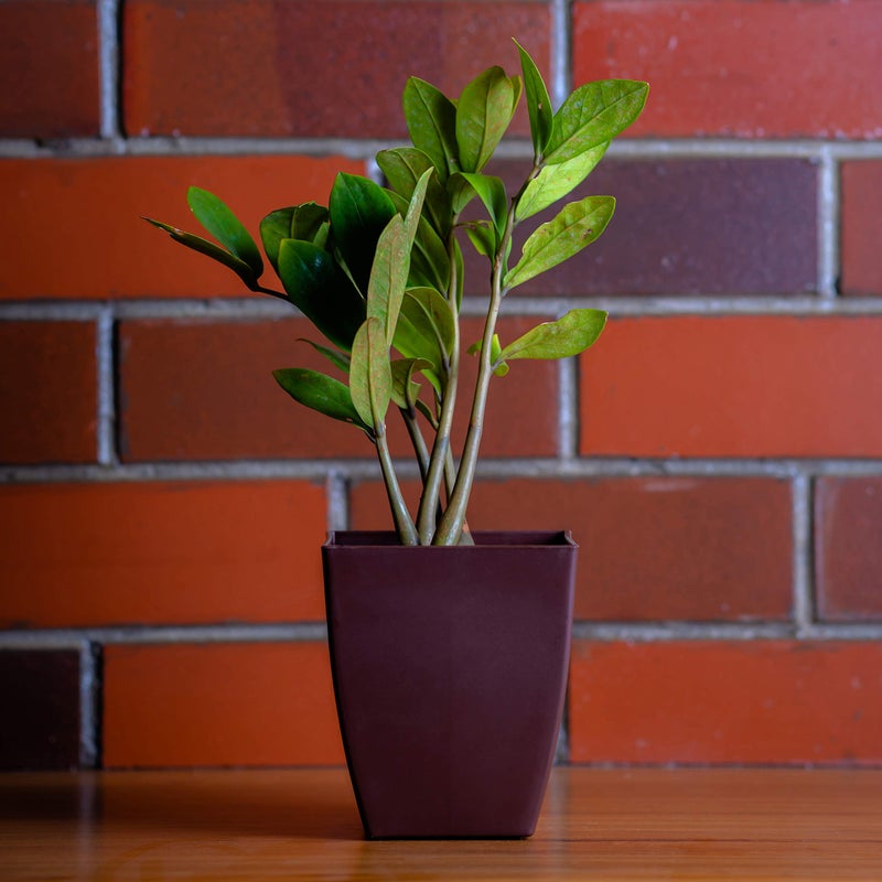 garbnoire Gardening Flower Pots - 5.5 Inch Plastic Flower Pots | Modern Decorative Indoor Outdoor Pots - (Coffee, 3) - Image 5