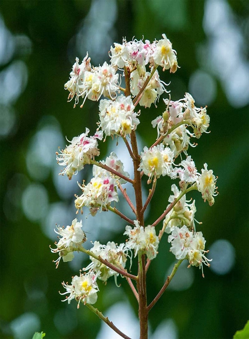 جي جوت 100 قطعة من بذور الليلك لزراعة الفناء، زهرة غريبة مميزة سهلة الزراعة تجلب إحساسًا بالإنجاز مناسبة للمبتدئين - Image 1