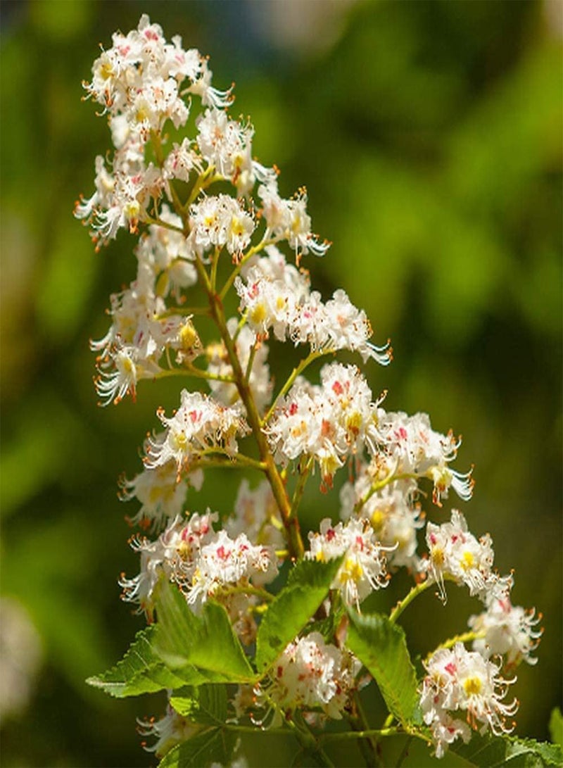جي جوت 100 قطعة من بذور الليلك لزراعة الفناء، زهرة غريبة مميزة سهلة الزراعة تجلب إحساسًا بالإنجاز مناسبة للمبتدئين - Image 3