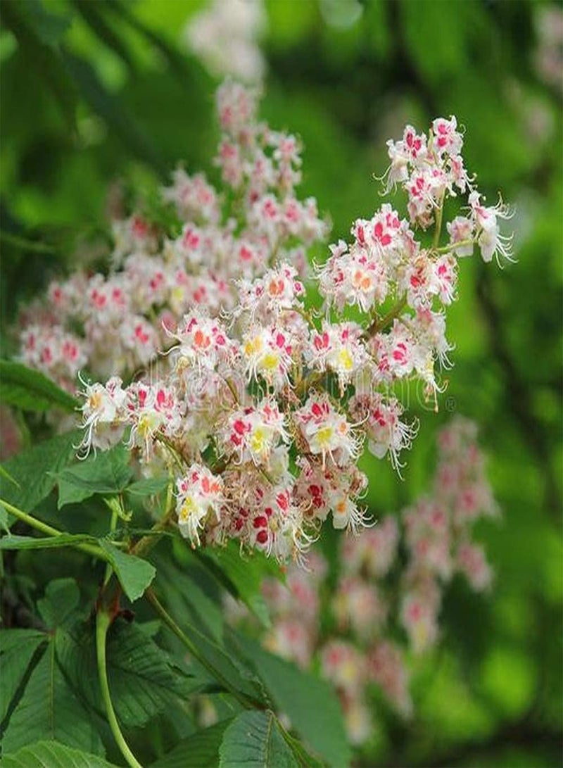 جي جوت 100 قطعة من بذور الليلك لزراعة الفناء، زهرة غريبة مميزة سهلة الزراعة تجلب إحساسًا بالإنجاز مناسبة للمبتدئين - Image 2