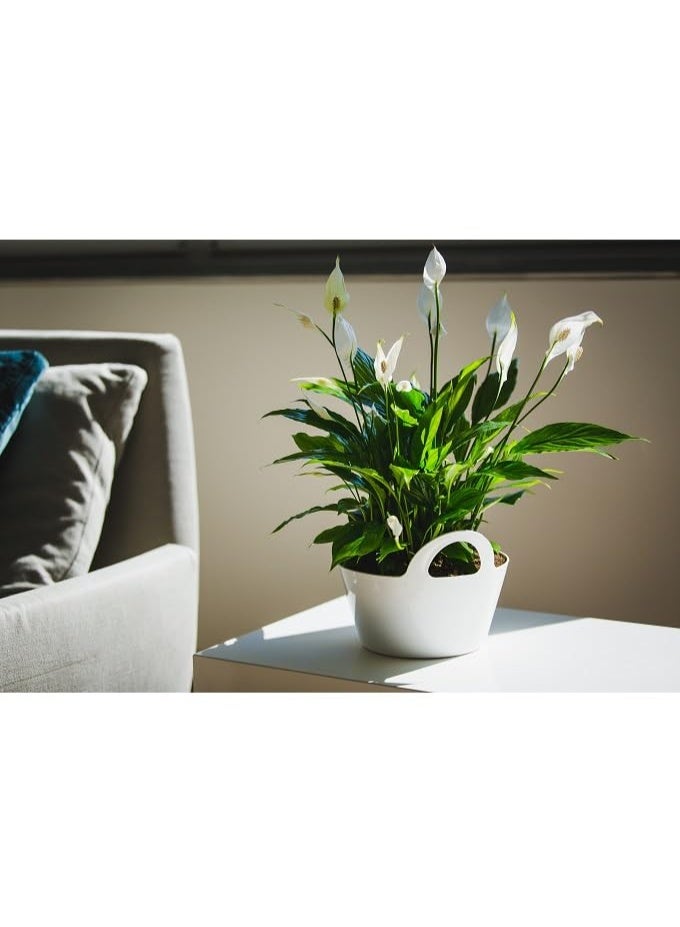 أيدل أصص نباتات داخلية بمقابض جيني 3 لتر، -22X11 - أصص زهور بلاستيكية متينة بألوان متعددة - أصص زراعة داخلية أنيقة للمنزل والمكتب - مصنوعة في إيطاليا - من إيديل - Image 3