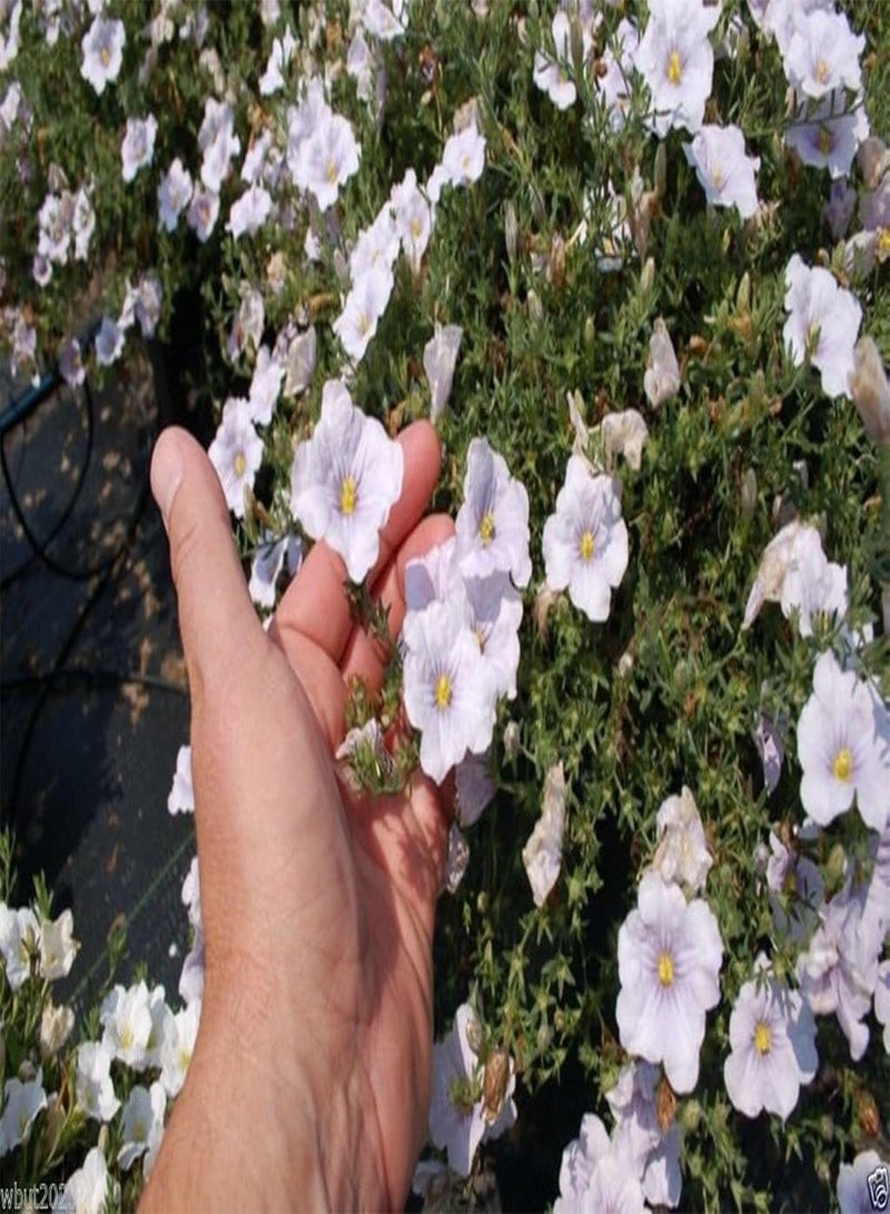 GGOOT 200 Cup Flowers Seeds - White Robe (Nierembergia Hippomanica ) - Image 2