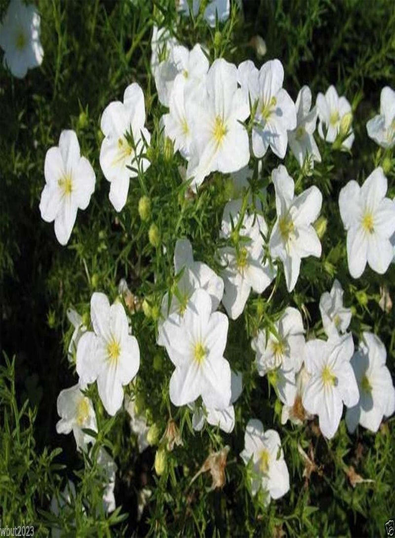 GGOOT 200 Cup Flowers Seeds - White Robe (Nierembergia Hippomanica ) - Image 3