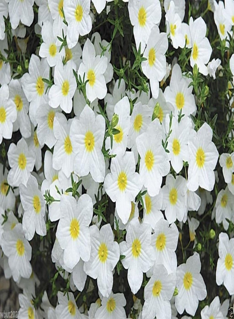 GGOOT 200 Cup Flowers Seeds - White Robe (Nierembergia Hippomanica ) - Image 1