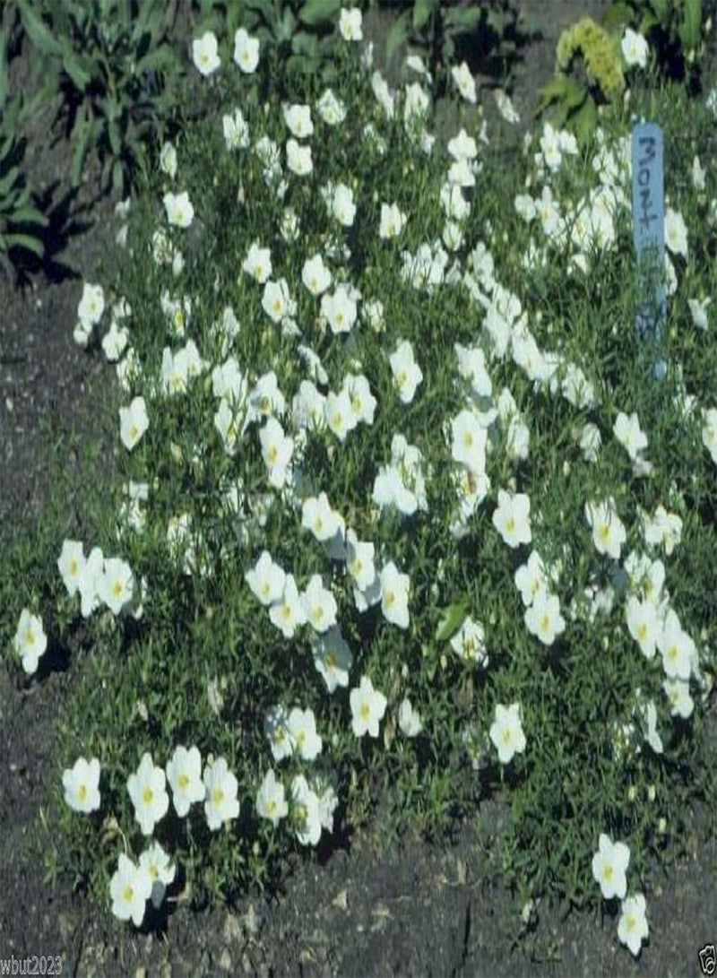 GGOOT 200 Cup Flowers Seeds - White Robe (Nierembergia Hippomanica ) - Image 5