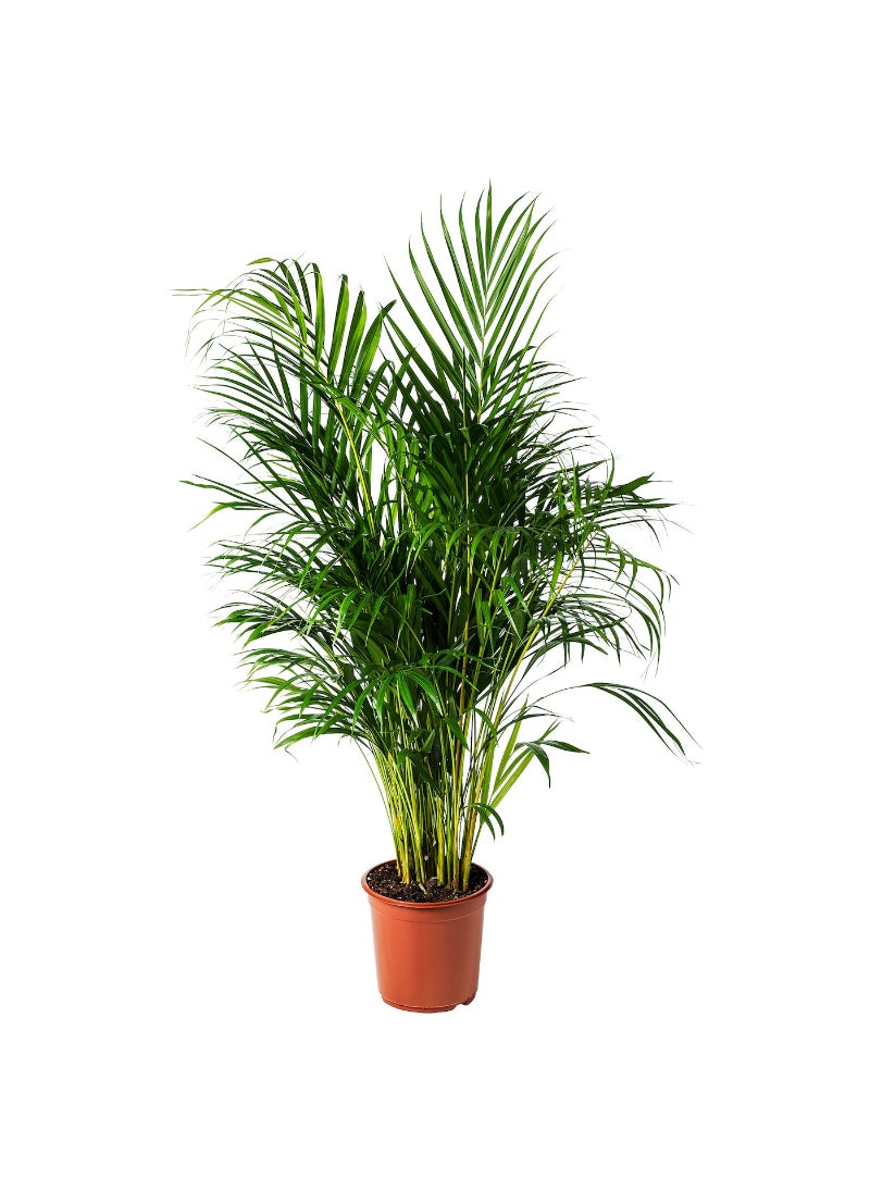 FEJKA Potted Plant Areca Palm 24 Cm 