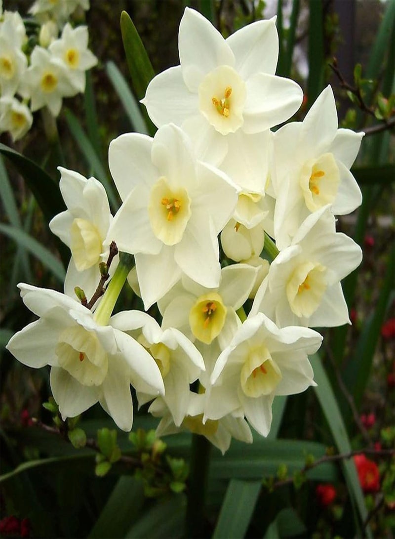 400Pcs Home Planting Seeds Pack for Emergency DIY Fast Growing Mixed Color Daffodil Flower Seeds for Garden Bonsai Pots Mix Color Seeds
