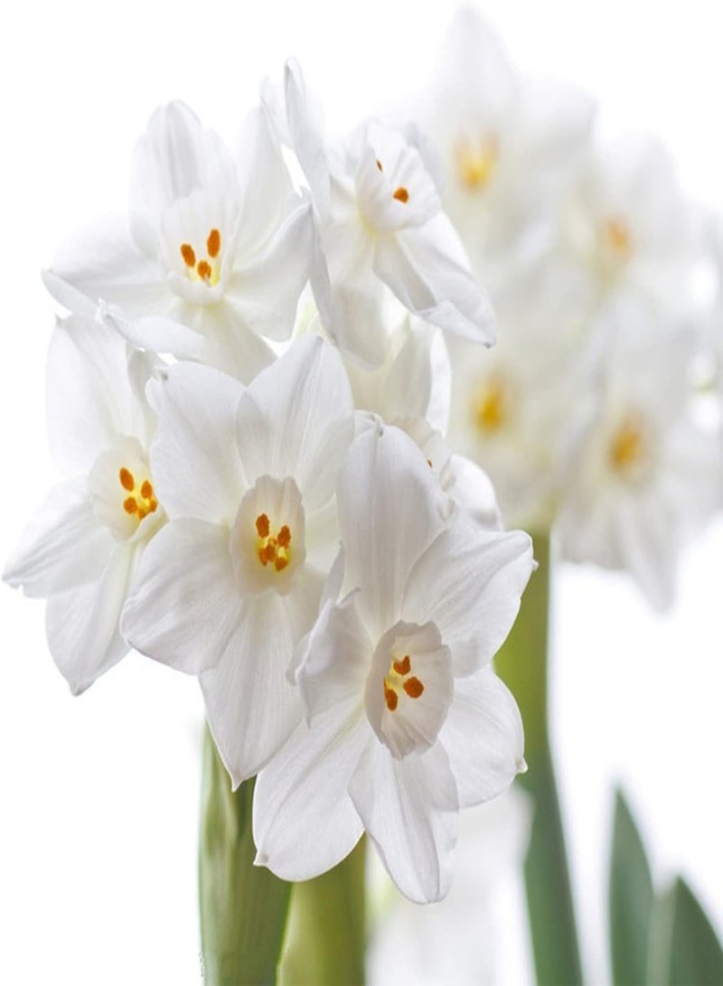 400Pcs Home Planting Seeds Pack for Emergency DIY Fast Growing Mixed Color Daffodil Flower Seeds for Garden Bonsai Pots Mix Color Seeds