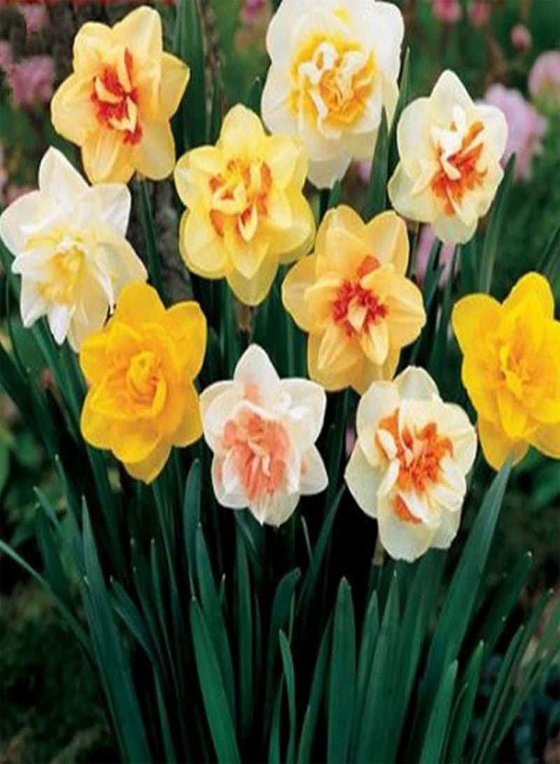 400Pcs Home Planting Seeds Pack for Emergency DIY Fast Growing Mixed Color Daffodil Flower Seeds for Garden Bonsai Pots Mix Color Seeds