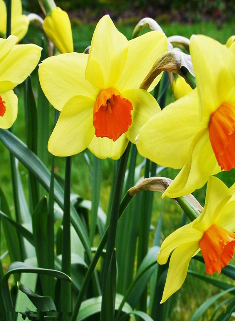 400Pcs Home Planting Seeds Pack for Emergency DIY Fast Growing Mixed Color Daffodil Flower Seeds for Garden Bonsai Pots Mix Color Seeds