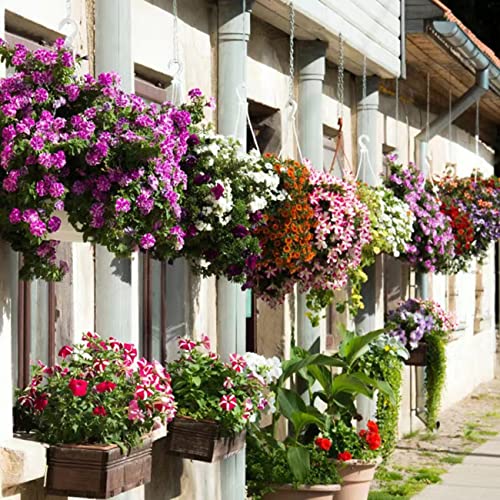VISTATU 5100+ Petunia Seeds Grandiflora Flowers Mixed Rainbow Color for Bonsai Planting Home Garden House Plant Flower Seed Mix Color - Image 5