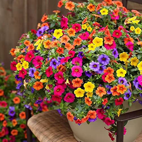 VISTATU 5100+ Petunia Seeds Grandiflora Flowers Mixed Rainbow Color for Bonsai Planting Home Garden House Plant Flower Seed Mix Color - Image 2