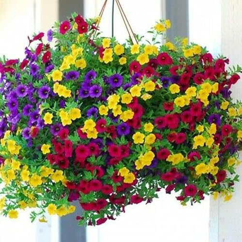 VISTATU 5100+ Petunia Seeds Grandiflora Flowers Mixed Rainbow Color for Bonsai Planting Home Garden House Plant Flower Seed Mix Color - Image 1