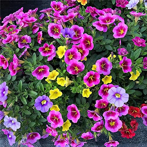 VISTATU 5100+ Petunia Seeds Grandiflora Flowers Mixed Rainbow Color for Bonsai Planting Home Garden House Plant Flower Seed Mix Color - Image 3