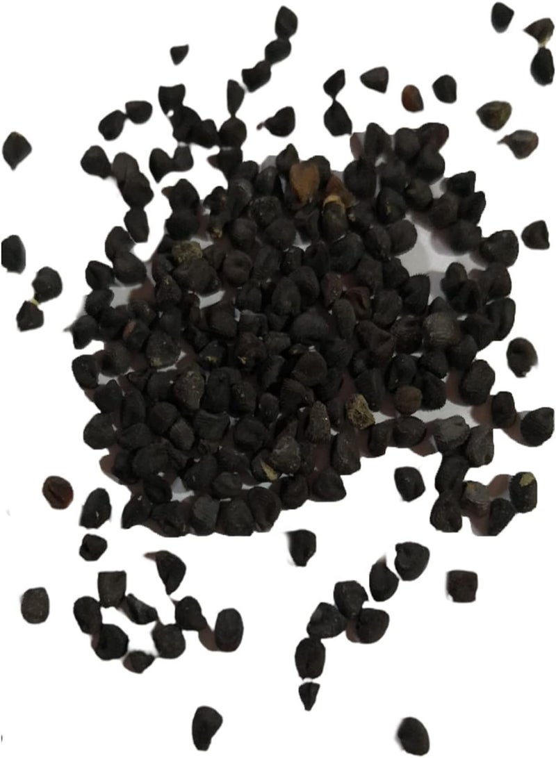 جي جوت بذور للزراعة، 400 قطعة من بذور شجرة أوراق الكاري، نباتات عشبية للطهي، ديكور منزلي للحديقة الخارجية - بذور الكاري - Image 2