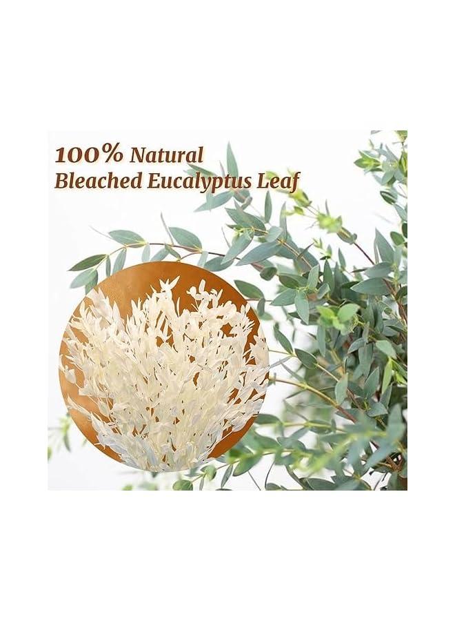 The Bros Dried Ivory White Eucalyptus Italian Ruscus Stems, 15''-17'' Natural Fresh Preserved Bleached Eucalyptus Leaves Bundle, Greenery Creamy Plant, for Home Wedding Boho Party Vase Decor, Arrangement - Image 3