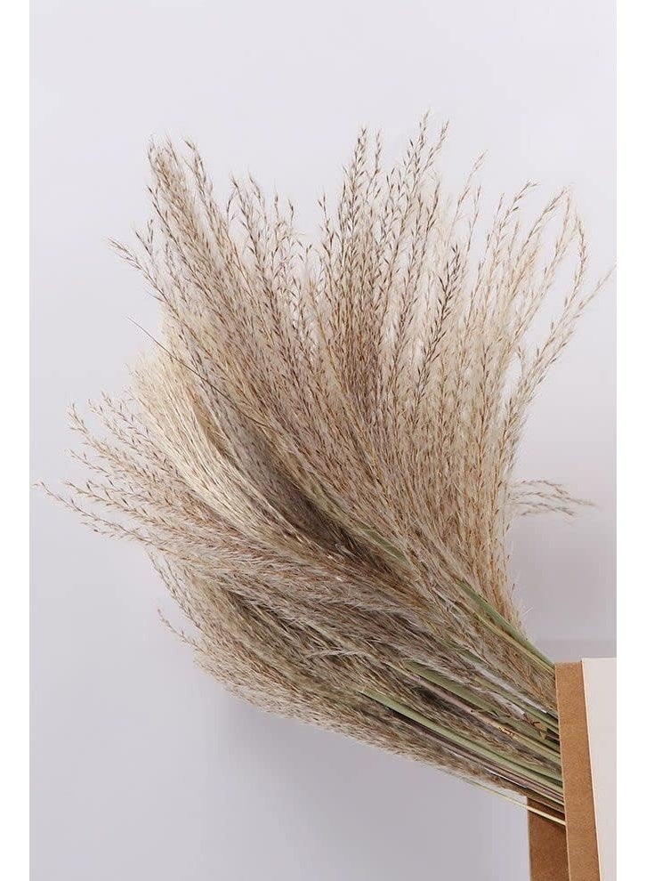 زي سي إم - هابي باقة زهور القصب المجففة لتزيين المنزل والمكتب لا تبهت - Image 2