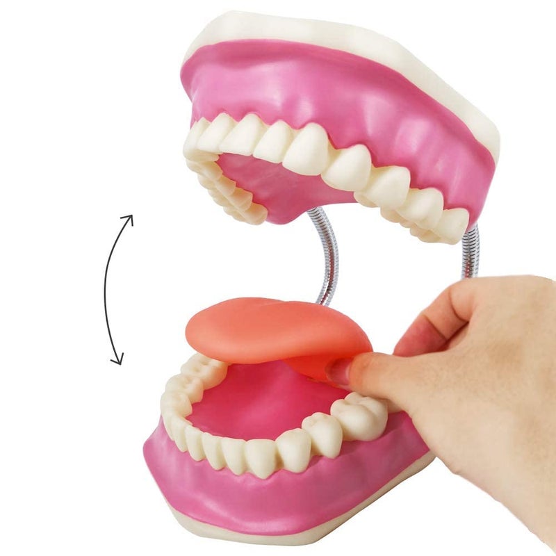 EVOTECH SCIENTIFIC Evotech Dental Teeth Care Model, W/Giant Toothbrush, Kids Dental Care Teaching Demonstration Model, Speech Therapy Teaching Tool, Adult Standard Typodont Demonstration Teeth Model - Image 2