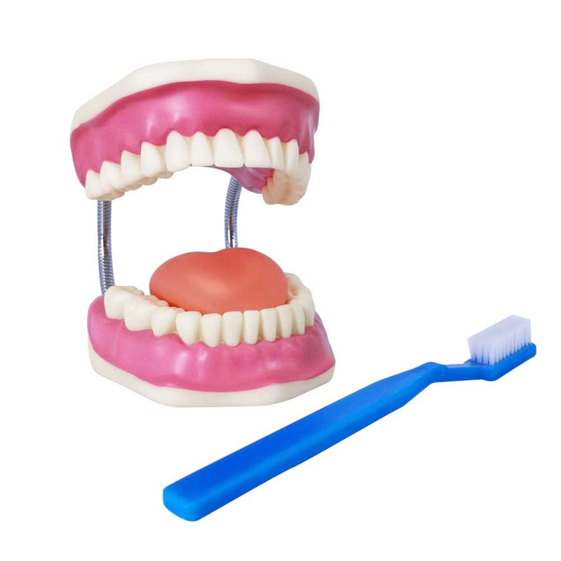 EVOTECH SCIENTIFIC Evotech Dental Teeth Care Model, W/Giant Toothbrush, Kids Dental Care Teaching Demonstration Model, Speech Therapy Teaching Tool, Adult Standard Typodont Demonstration Teeth Model - Image 1