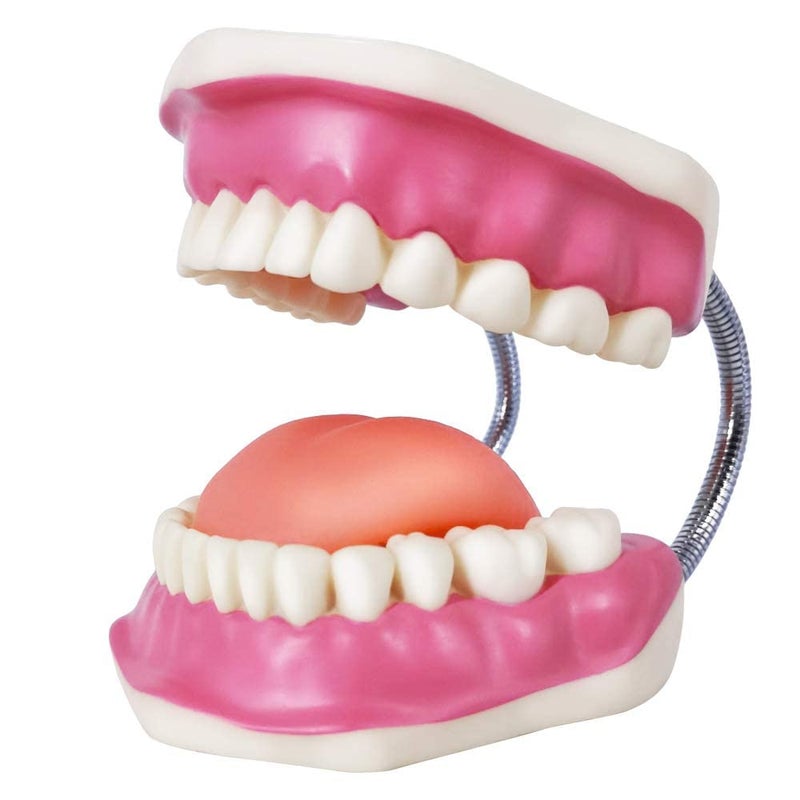 EVOTECH SCIENTIFIC Evotech Dental Teeth Care Model, W/Giant Toothbrush, Kids Dental Care Teaching Demonstration Model, Speech Therapy Teaching Tool, Adult Standard Typodont Demonstration Teeth Model - Image 5