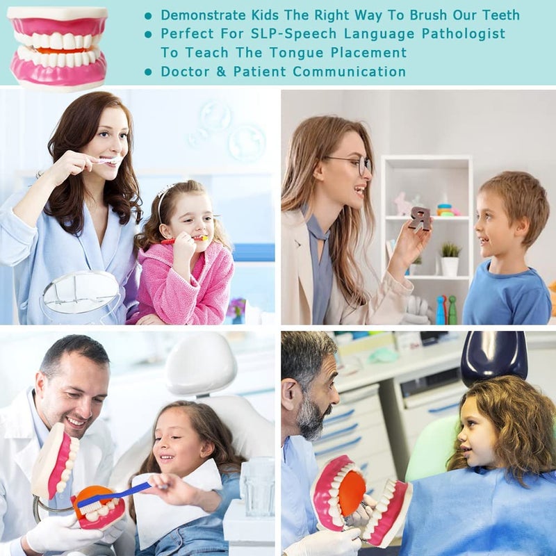 EVOTECH SCIENTIFIC Evotech Dental Teeth Care Model, W/Giant Toothbrush, Kids Dental Care Teaching Demonstration Model, Speech Therapy Teaching Tool, Adult Standard Typodont Demonstration Teeth Model - Image 3