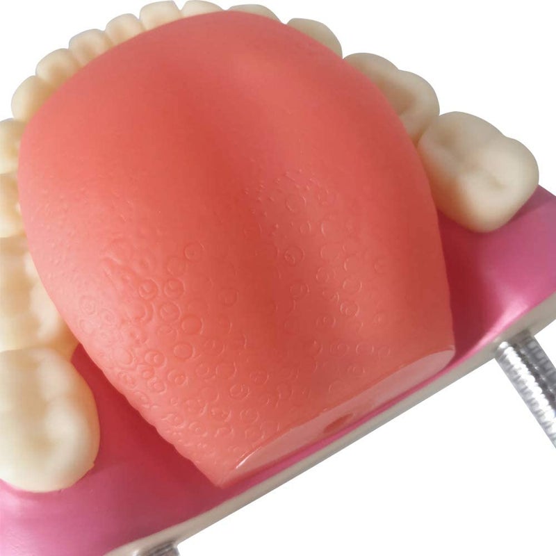 EVOTECH SCIENTIFIC Evotech Dental Teeth Care Model, W/Giant Toothbrush, Kids Dental Care Teaching Demonstration Model, Speech Therapy Teaching Tool, Adult Standard Typodont Demonstration Teeth Model - Image 4