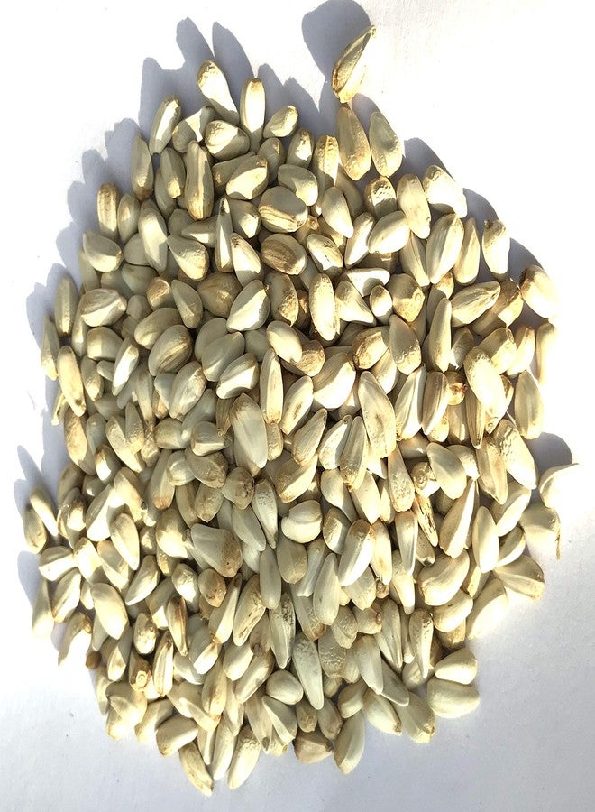 بذور نيتيشري العضوية من الزعفران/كوسوم بيج/كوسومولو، غذاء لجميع أنواع الطيور الأليفة: الببغاوات، الكوكاتيل، البادجي، الكوكاتو، الطيور الغريبة، والطيور البرية - 500 غرام - Image 4