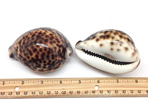 PEPPERLONELY 2PC Polished Tiger Cowrie Sea Shells, 3 Inch ~ 4 Inch - Image 2