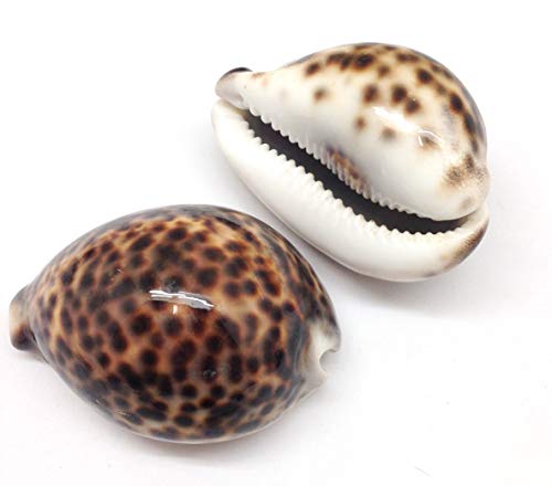PEPPERLONELY 2PC Polished Tiger Cowrie Sea Shells, 3 Inch ~ 4 Inch - Image 1
